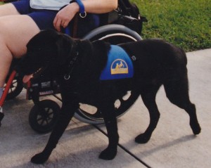 Service Dog at Work