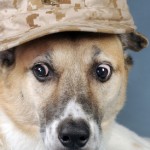 Traveling with Pet Dogs in the Military
