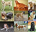 Montage_of_Nine_Dogs