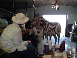 Zebra in barn