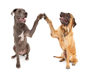 Great Dane and Mastiff Dogs Shaking Hands