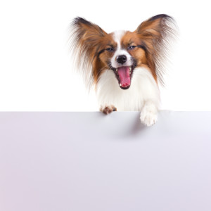 Papillon Dog