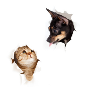cat and dog in paper side torn hole isolated