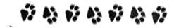 paw prints (crop from frame)