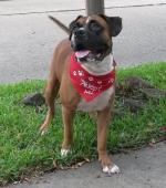 Adopt-11-BOSCO-Boxer Adult Male - HOPE - Houston TX [Homeless & Orphaned Pets Endeavor]