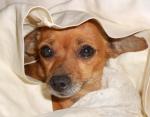 Adopt-12-SCARLETT-Dachshund Mix-Chihuahua-Adult Female-Mini Mighty Mutts Rescue-Phoenix AZ