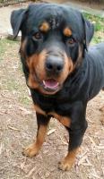 Adopt-13-JAX-Rottweiler-Adult Male-MidSouth Animal Rescue League - Memphis TN