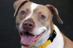 Adopt-4-POCO - Pit Bull Terrier - Young Female - ASPCA-NYC-NY