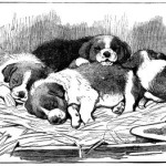 sleeping-puppies