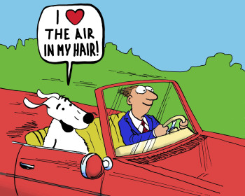 Dog in the car, enjoying the wind in his hair.