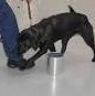 Bomb dog detecting chem on pants leg