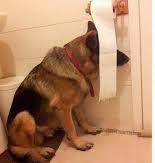 dog hiding behind toilet paper