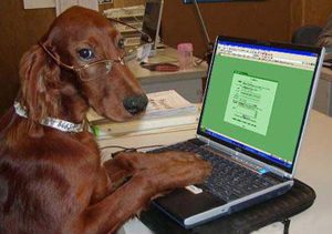 dog typing-2