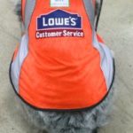 Service dog, Blue, in custom-made Lowe's vest