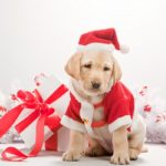 Christmas puppy