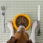 Dog - Place Setting