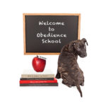 Puppy in front of a chalk board that reads Welcome to Obedience School