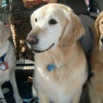 Ocho, Nemo, & Monroe: "Dogs on Call" provide comfort at Oso disaster Photo Credit: Kathy Knox