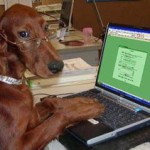 dog typing-2