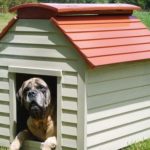 Pet-Sitter for your Home
