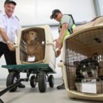 Dogs being loaded on to airplane
