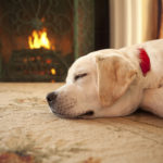 Puppy dog sleeping by fireplace