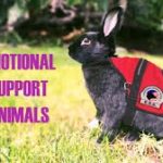Emotional Support Rabbit
